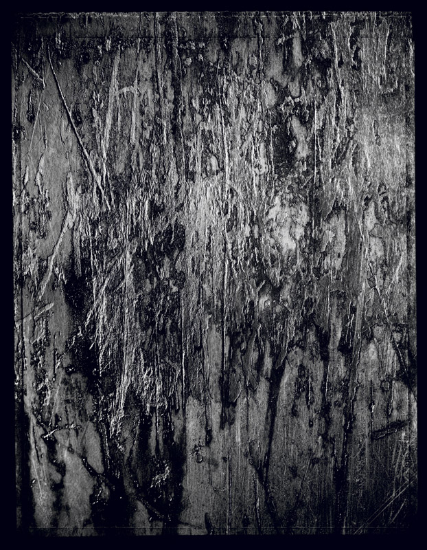 Bois mouillé - Wet wood . France - Denis Felix Photograph