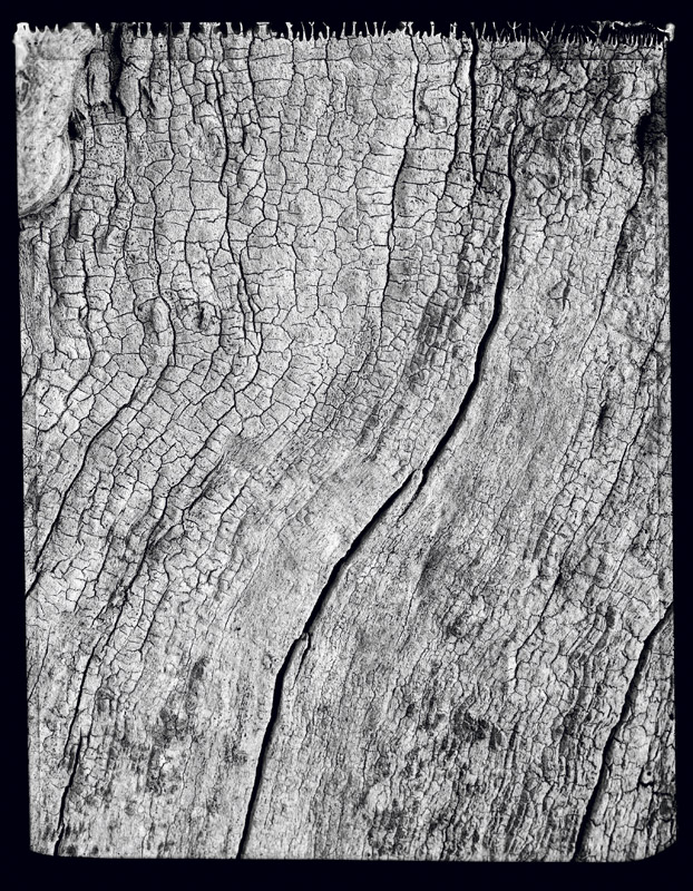 Portrait d’arbre - Portrait of a tree . France . 1998 - Denis Felix Photograph