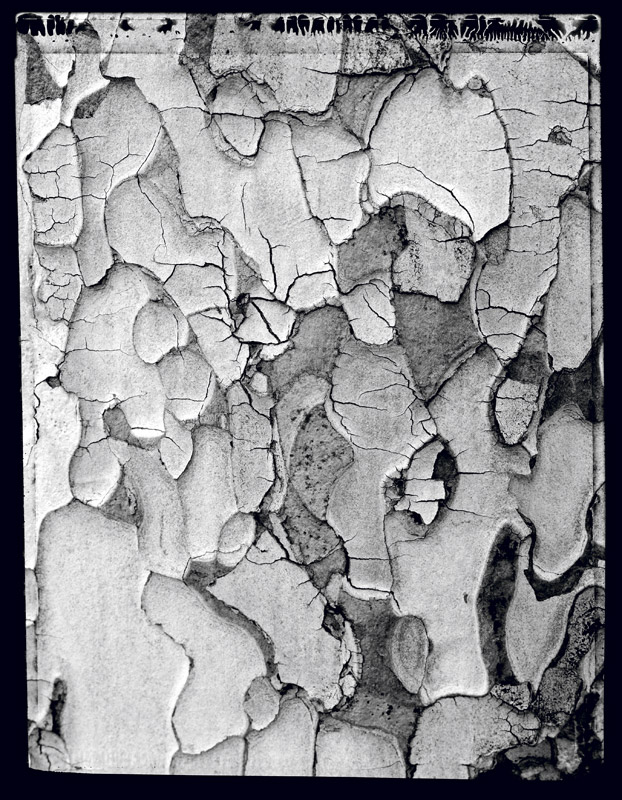 Portrait d’arbre - Portrait of a tree . France . 1998 - Denis Felix Photograph