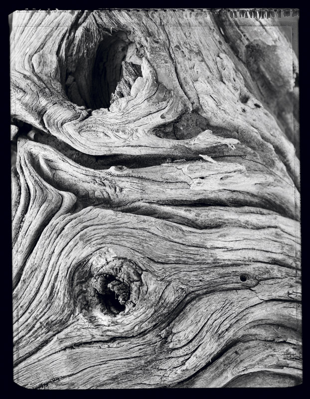 Portrait d’arbre - Portrait of a tree . France . 1998 - Denis Felix Photograph