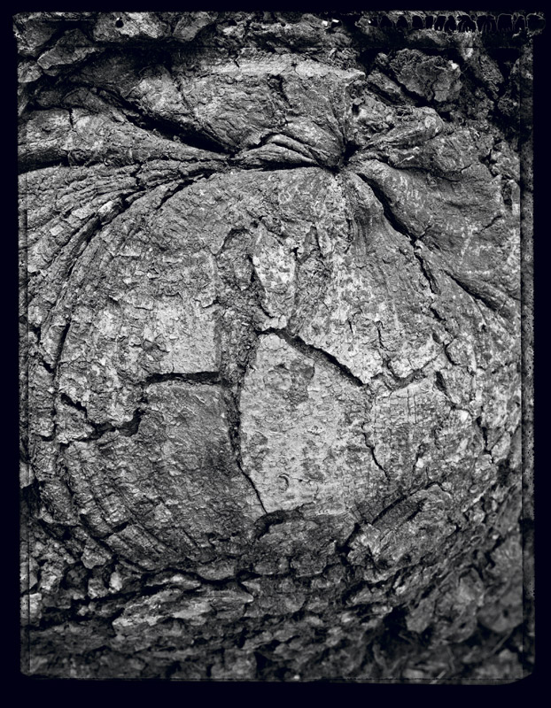 Portrait d’arbre - Portrait of a tree . France . 1998 - Denis Felix Photograph