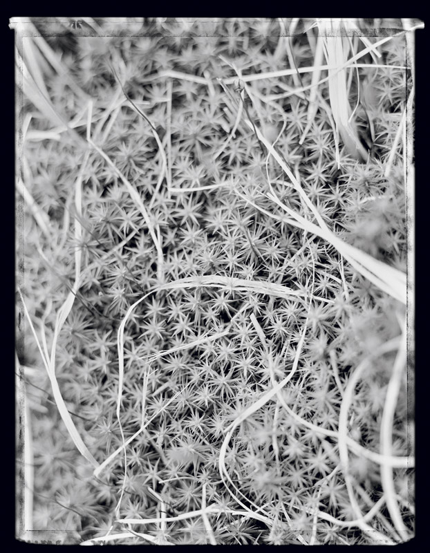 Fleurs des montagnes - Mountain flowers . Ireland . 2002 - Denis Felix Photograph