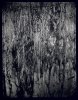 Bois mouillé - Wet wood . France -  thumbtail - Denis Felix Photograph