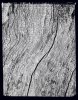 Portrait d’arbre - Portrait of a tree . France . 1998 -  thumbtail - Denis Felix Photograph