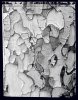 Portrait d’arbre - Portrait of a tree . France . 1998 -  thumbtail - Denis Felix Photograph