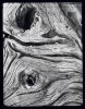 Portrait d’arbre - Portrait of a tree . France . 1998 -  thumbtail - Denis Felix Photograph