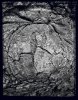 Portrait d’arbre - Portrait of a tree . France . 1998 -  thumbtail - Denis Felix Photograph