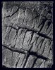Tourbe - Peat . Ireland . 2002 -  thumbtail - Denis Felix Photograph