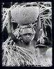 Safiatou . Guinea . 1995 -  thumbtail - Denis Felix Photograph