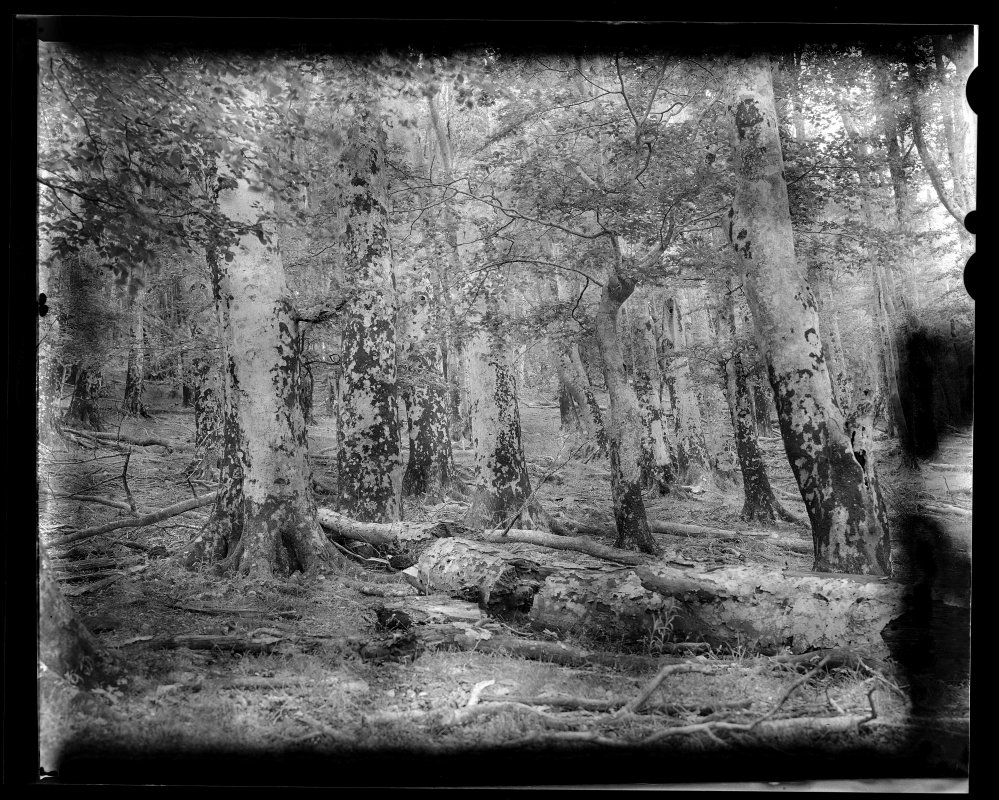 Denis Felix Photograph